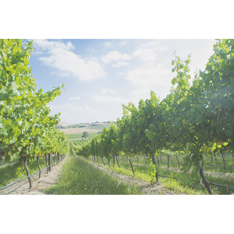 Australian Vineyards by Martinamanelli - Wrapped Canvas Print, 61cm H x 91cm W