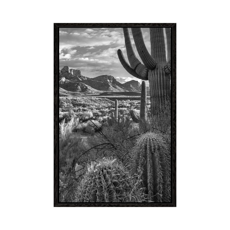 Saguaro And Barrel Cacti, Sant Catalina Mountains, Catalina State Park, Arizona by Tim Fitzharris - Print on Canvas