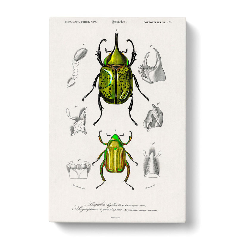 Beetle Illustrations PL 5 by Charles D' Orbigny - Wrapped Canvas Painting, 60cm H x 40cm W x 3cm D