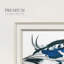 Colvert bleu-1686673990