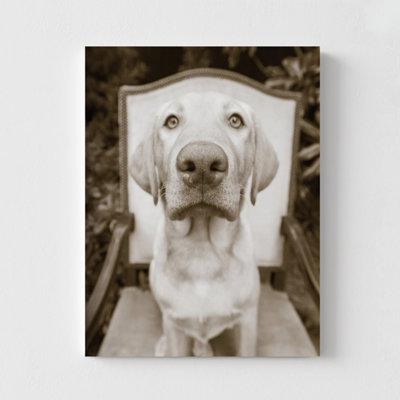 Reproduction de photo de chien Weimaraner, reproductions de photos d'animaux de compagnie rétro, impression de photographie de chien, décoration murale animal mignon, art de bureau de Vet