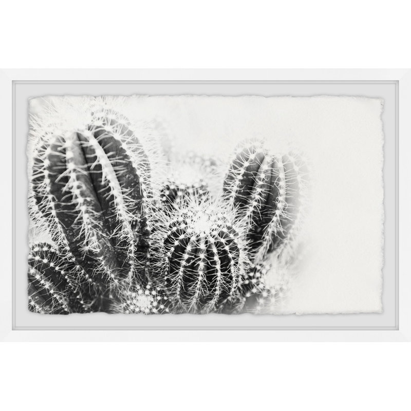 «Cactus Kinds Quadrupych» par Morgan Hartley - ensemble de 4 reproductions de photos sur papier encadrées