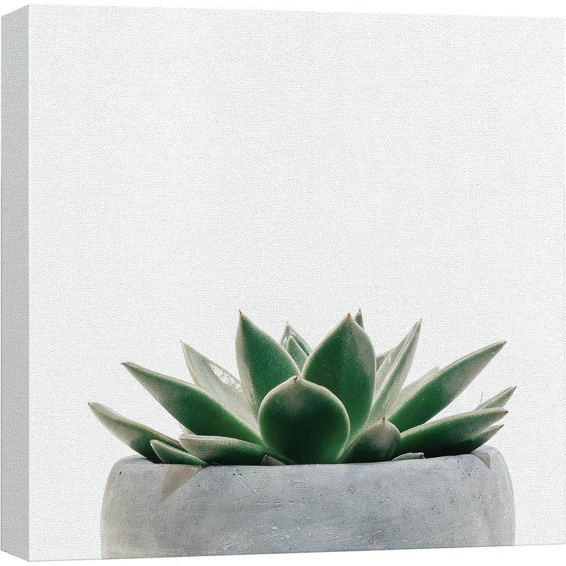 «Green Succulent In Grey Pot Nature», impression sur toile multicolore