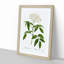 Elderflower Tree by Pierre-Joseph Redoute - Picture Frame Painting Print-55539519-55539514