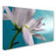 Art mural sur toile tendue - «In Turquoise Company» par Heidi Westum pour décoration de salon, de chambre à coucher ou de bureau - 22 x 32-22372629