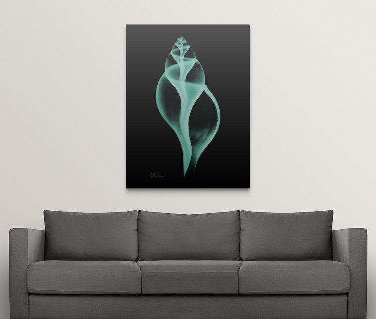 «Tulip Shell» par Byer, reproduction de photo, H 36 po x l 27 po x P 1,5 po, Toile