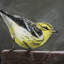 Graceful Poise IV (Paruline de Blackburnian)-1032182717