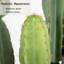 Grand cactus artificiel résistant aux rayons UV pour l'intérieur et l'extérieur-100102368