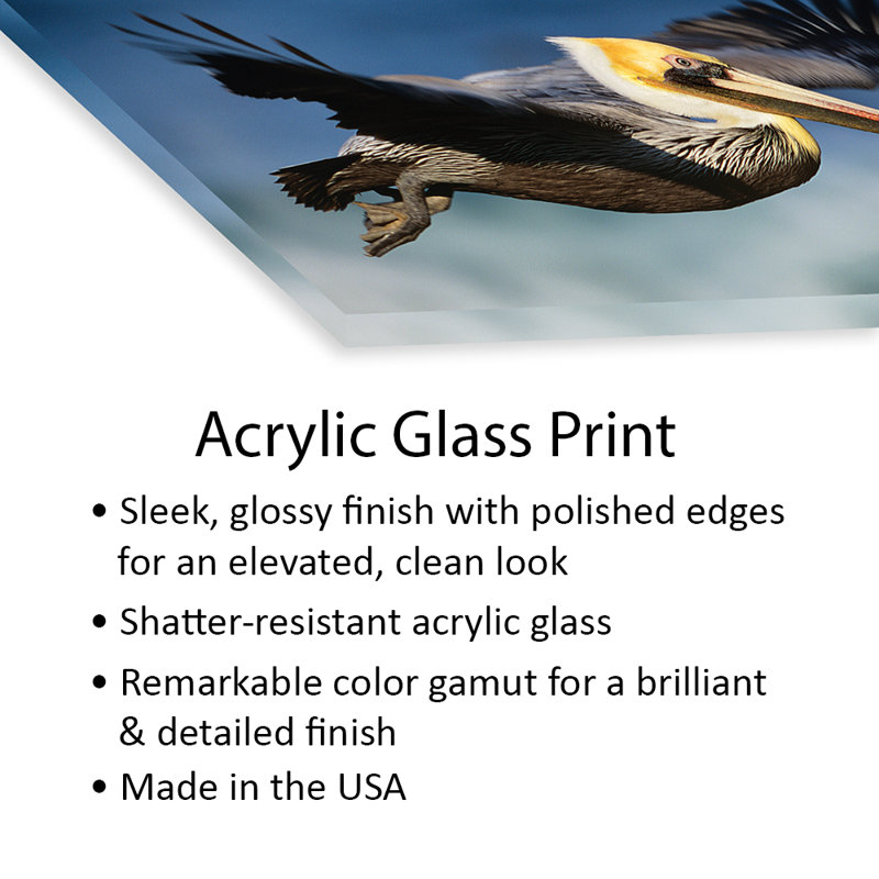 «Gavrila Brown Pelican Flying, North America On Plastique / Acrylique» par Tim Fitzharris, impression