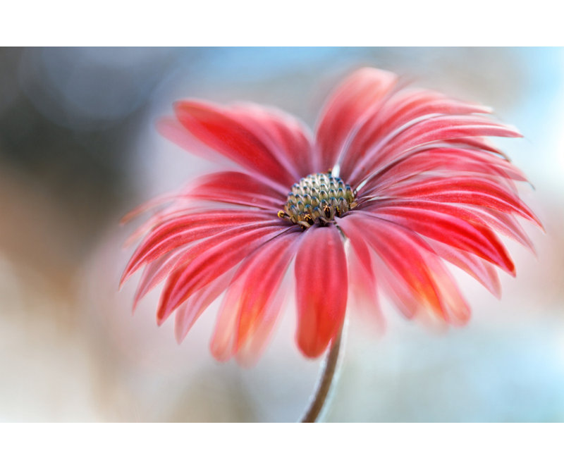 Wrapped Canvas Print, 50.8 cm H x 76.2 cm W