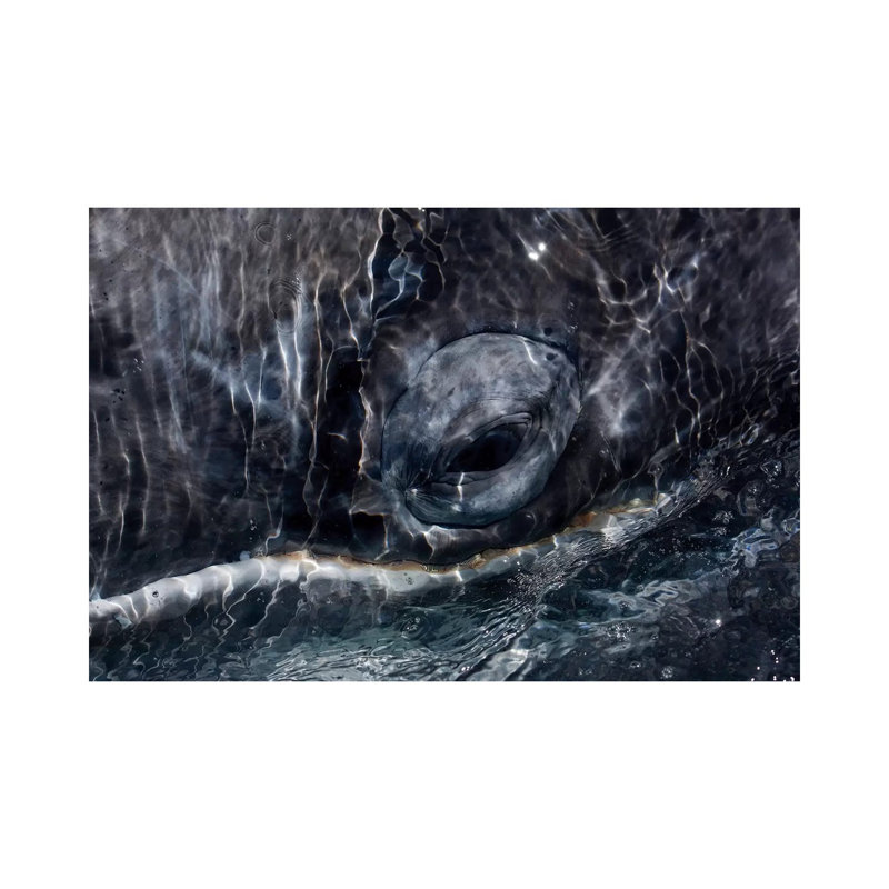 Whale Eye San Ignacio Lagoon Baja California Mexico by Hiroya Minakuchi - Wrapped Canvas Print