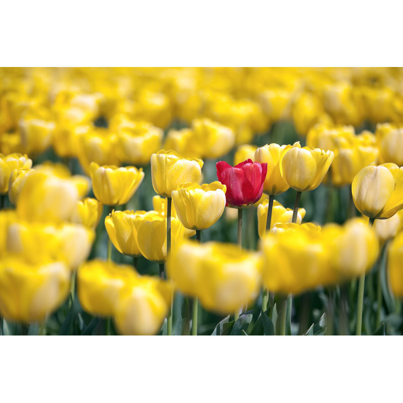 Une seule tulipe rouge dans un champ par Kingwu, H 8 po x l 12 po