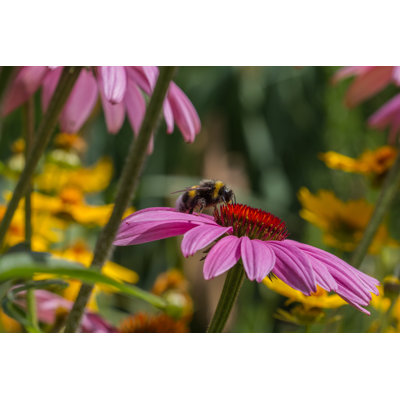 Aven Bee - Wrapped Canvas Print
