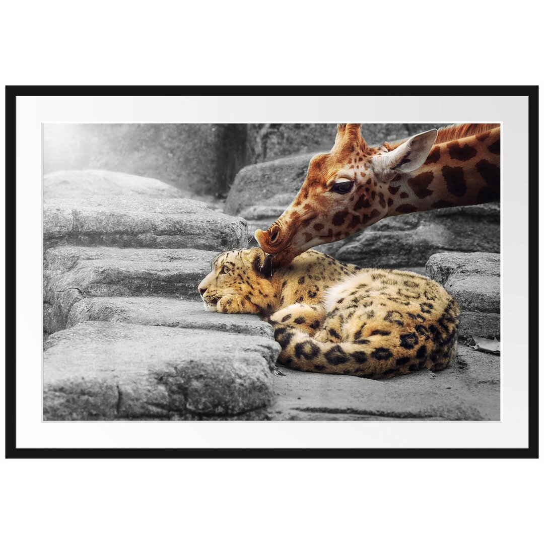 Gerahmter Fotodruck Leopard and Giraffe