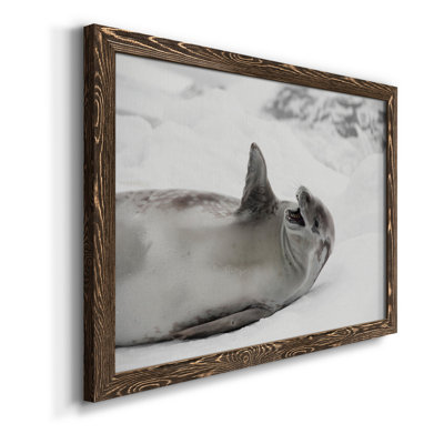" Laughing Seal "