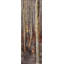 The Dark Forest - Brown Living-245829551-245829549