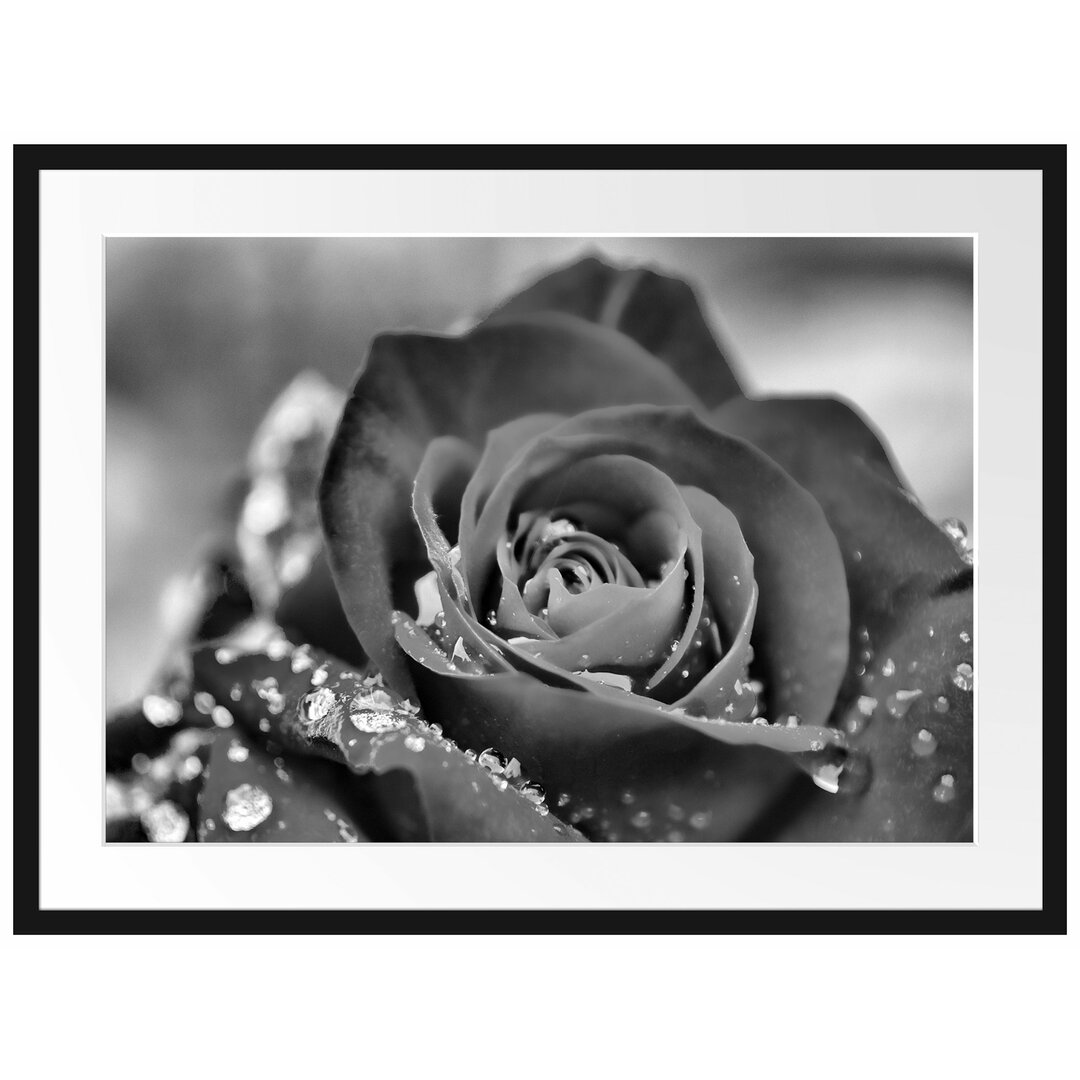 Gerahmtes Poster Rose mit Wassertropfen