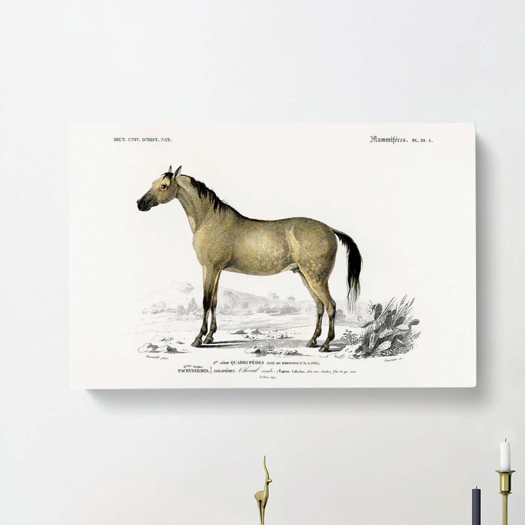 Horse Illustration PL. 10A by Charles D' Orbigny - Wrapped Canvas