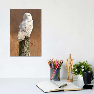 Snowy Owl 1 Piece Wrapped Canvas Wall Art