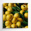 «Fruit Abiu», art mural sur toile vert-1583493846