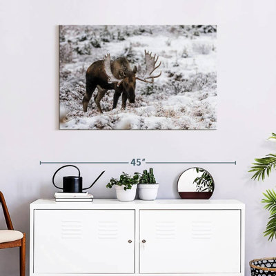 Orignal d'hiver Brampt en Alaska