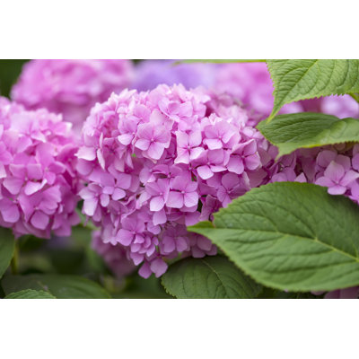 Hydrangea Flowers In A Garden - Wrapped Canvas Print