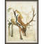 Fawn Observation 2 Print