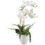 White Rochids - White Ceramic Bowl