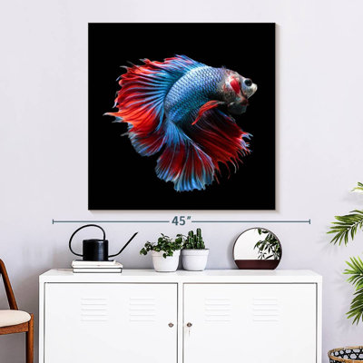 Brampt Blue And Red Betta Fish