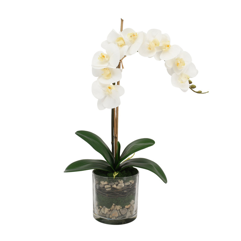 Phalaenopsis Orchid With Bamboo In Glass Vase