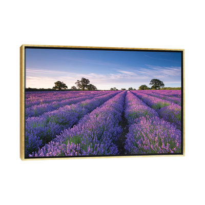 " Lavender Field " by Adam Burton