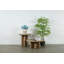 Table basse Lucca