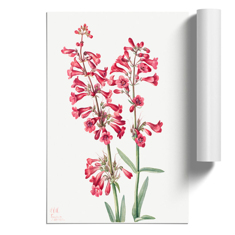 Parrys Penstemon by Mary Vaux Walcott - Frameless Print, 30cm H x 21cm W x 0.1cm D