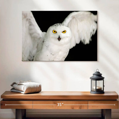 Hibou blanc Brampt