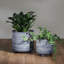 Includes plant rack flower pots