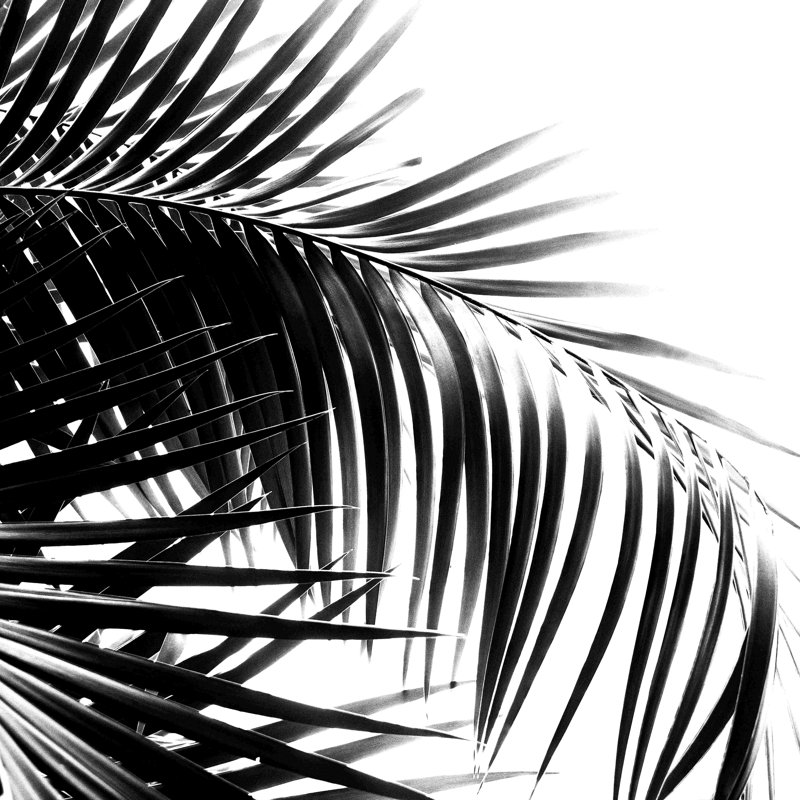 «Palm Leaves» - impression sur toile tendue, L 12 po x H 12 po