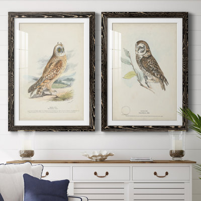 " Hawk Owl " 2 - Pieces