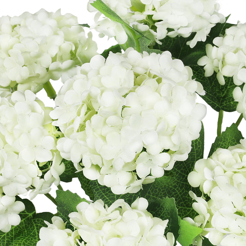 Guelder Rose Snow Ball Bush, Cream White/Green