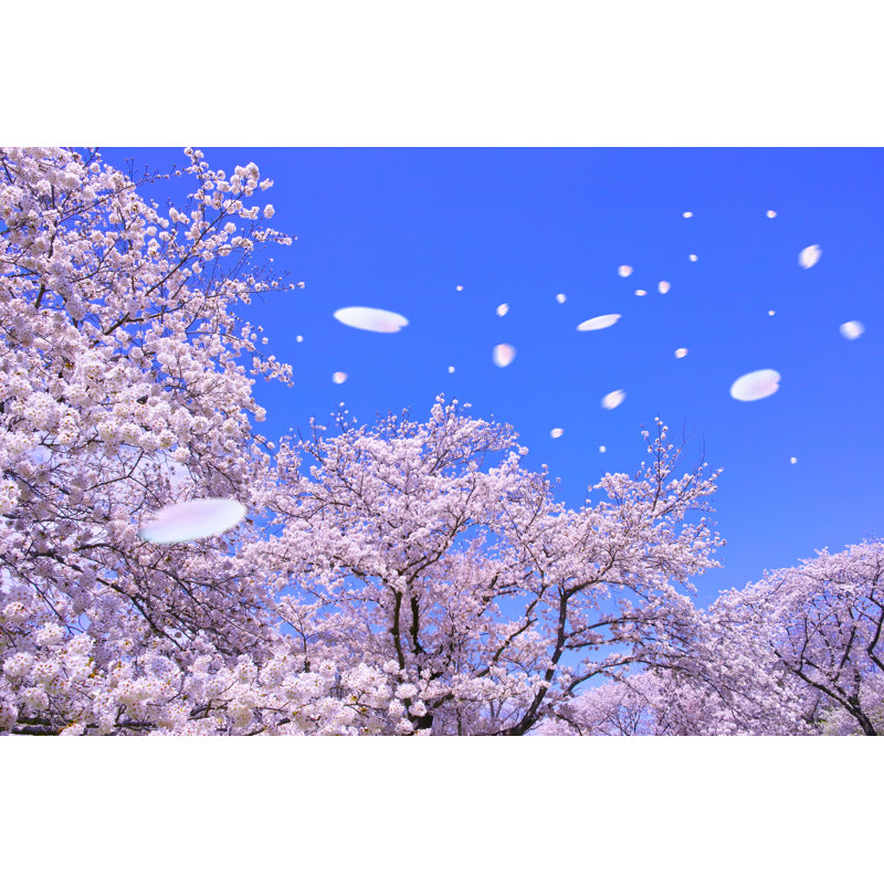 Scattering Petals From Cherry Tree by 7maru - Wrapped Canvas Print, 30cm H x 46cm W x 3.8cm D