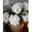 Hortensia double bleu 91 cm-509150671