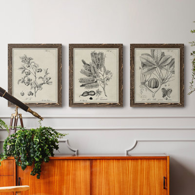 «Antique Black and White Botanical IV», ensemble de 3 reproductions d'art sur toile