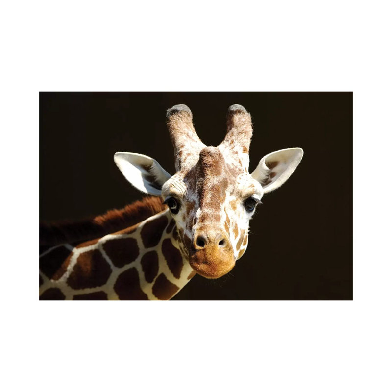 Giraffe VI by Goran Anastasovski - Wrapped Canvas Print, 20.32 cm H x 30.48 cm W