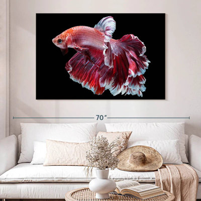 Poisson rouge et blanc Betta