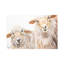 Reproduction d’art, "BA BA White Sheep" par Diane Fifer-53864022-53864023-53864024