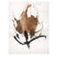 Sepia Florals II-26726871-26726872