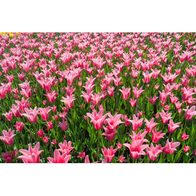Beautiful Colourful Tulip - Wrapped Canvas Print