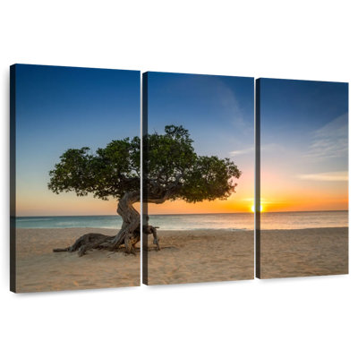 Gillard Aruba Divi Divi Tree