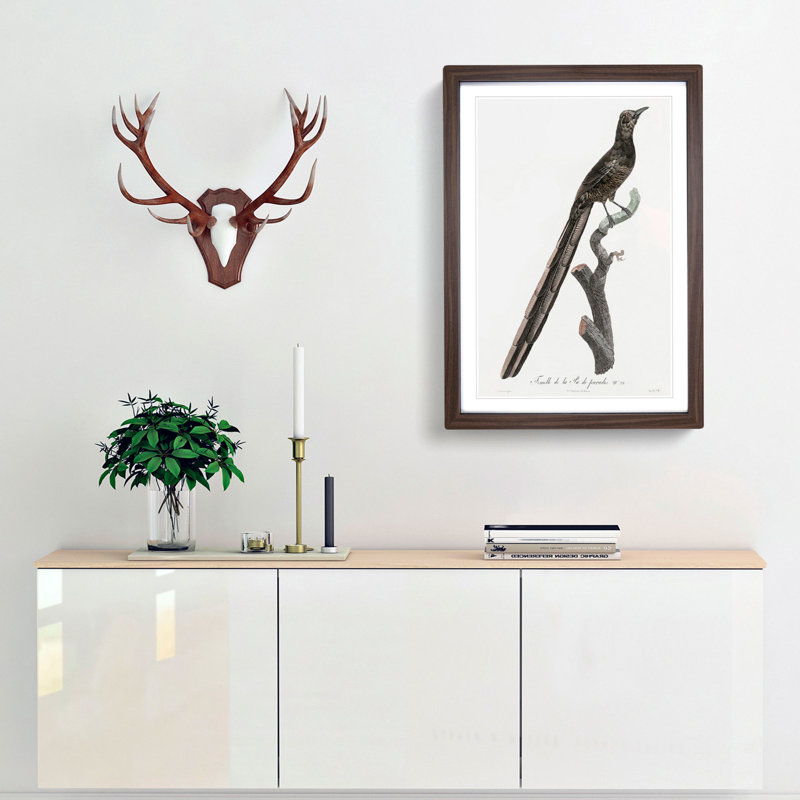 A Magpie Bird of Paradise by Jacques Barraband - Framed Print, 33cm H x 24cm W x 2cm D, Walnut Framed