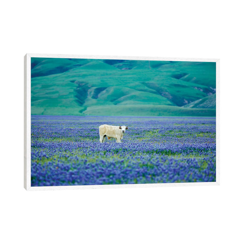 Cows In Lupine III by Dennis Frates - Print on Canvas, 45.72cm H x 66.04cm W x 3.81cm D, White Framed