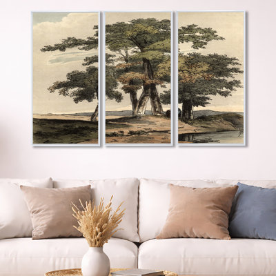 " Vintage Images Of Old Trees I " 3 - Pieces